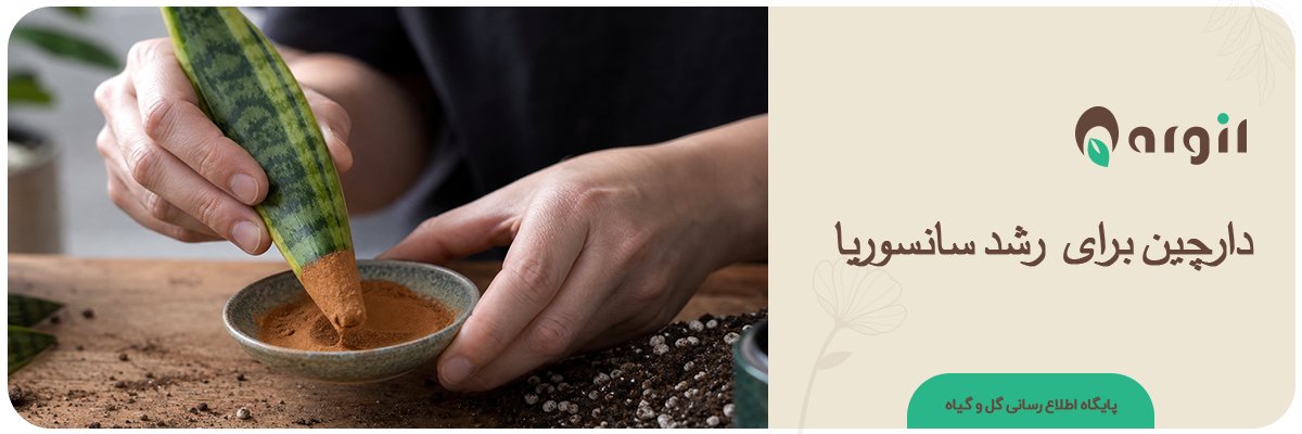 دارچین برای رشد سانسوریا؛ راز قلمه‌زنی موفق که کمتر کسی می‌داند!